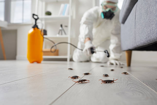 Commercial Kitchen Cockroach Control in Mayville